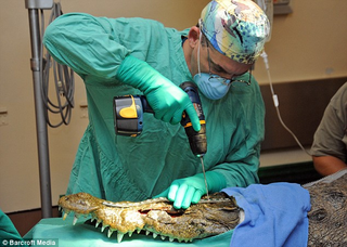 Illustration for article titled Cyborg Crocodile Would Make Captain Hook Pee His Pirate Panties